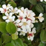 ヒメ日記 2025/05/02 14:54 投稿 蘭子 セクシーキャット 神田店