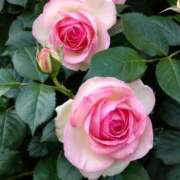 ヒメ日記 2025/05/04 15:02 投稿 蘭子 セクシーキャット 神田店