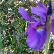 ヒメ日記 2025/05/05 15:02 投稿 蘭子 セクシーキャット 神田店