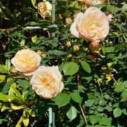 ヒメ日記 2025/05/09 15:03 投稿 蘭子 セクシーキャット 神田店