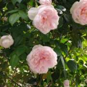 ヒメ日記 2025/05/11 14:58 投稿 蘭子 セクシーキャット 神田店