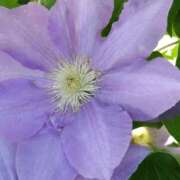 ヒメ日記 2025/05/12 15:04 投稿 蘭子 セクシーキャット 神田店