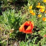 ヒメ日記 2025/05/13 15:08 投稿 蘭子 セクシーキャット 神田店