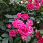 ヒメ日記 2025/05/19 15:12 投稿 蘭子 セクシーキャット 神田店