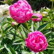 ヒメ日記 2025/05/20 15:03 投稿 蘭子 セクシーキャット 神田店