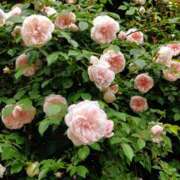 ヒメ日記 2025/05/23 15:06 投稿 蘭子 セクシーキャット 神田店