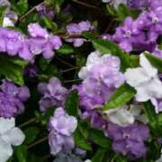 ヒメ日記 2025/05/25 15:02 投稿 蘭子 セクシーキャット 神田店