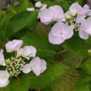 ヒメ日記 2025/05/26 15:14 投稿 蘭子 セクシーキャット 神田店