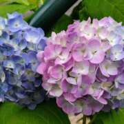 ヒメ日記 2025/05/27 15:04 投稿 蘭子 セクシーキャット 神田店