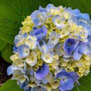 ヒメ日記 2025/06/01 15:07 投稿 蘭子 セクシーキャット 神田店