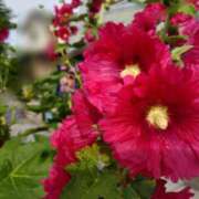 ヒメ日記 2025/06/02 15:17 投稿 蘭子 セクシーキャット 神田店