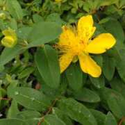 ヒメ日記 2025/06/03 15:08 投稿 蘭子 セクシーキャット 神田店