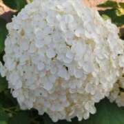 ヒメ日記 2025/06/06 15:08 投稿 蘭子 セクシーキャット 神田店