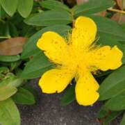 ヒメ日記 2025/06/08 14:53 投稿 蘭子 セクシーキャット 神田店