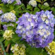 ヒメ日記 2025/06/09 15:04 投稿 蘭子 セクシーキャット 神田店