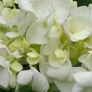 ヒメ日記 2025/06/13 15:03 投稿 蘭子 セクシーキャット 神田店