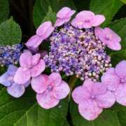 ヒメ日記 2025/06/15 15:02 投稿 蘭子 セクシーキャット 神田店