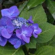 ヒメ日記 2025/06/17 15:07 投稿 蘭子 セクシーキャット 神田店