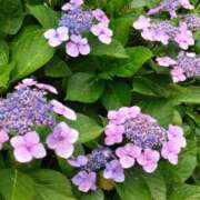 ヒメ日記 2025/06/20 15:03 投稿 蘭子 セクシーキャット 神田店