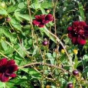 ヒメ日記 2025/06/22 15:13 投稿 蘭子 セクシーキャット 神田店