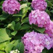 ヒメ日記 2025/06/24 15:07 投稿 蘭子 セクシーキャット 神田店