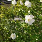 ヒメ日記 2025/06/30 15:16 投稿 蘭子 セクシーキャット 神田店