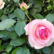 ヒメ日記 2025/07/01 15:18 投稿 蘭子 セクシーキャット 神田店