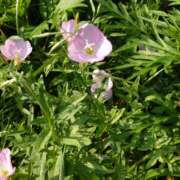 ヒメ日記 2025/07/04 15:07 投稿 蘭子 セクシーキャット 神田店