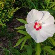 ヒメ日記 2025/07/06 15:00 投稿 蘭子 セクシーキャット 神田店