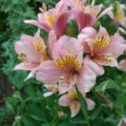 ヒメ日記 2025/07/07 15:07 投稿 蘭子 セクシーキャット 神田店