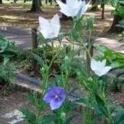 ヒメ日記 2025/07/08 15:06 投稿 蘭子 セクシーキャット 神田店