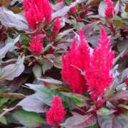 ヒメ日記 2025/07/11 15:08 投稿 蘭子 セクシーキャット 神田店