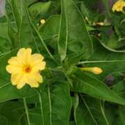 ヒメ日記 2025/07/13 15:03 投稿 蘭子 セクシーキャット 神田店