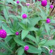 ヒメ日記 2025/07/14 15:02 投稿 蘭子 セクシーキャット 神田店