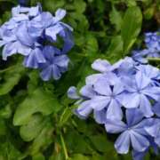 ヒメ日記 2025/07/18 15:03 投稿 蘭子 セクシーキャット 神田店