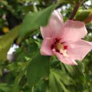 ヒメ日記 2025/07/20 15:00 投稿 蘭子 セクシーキャット 神田店