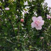 ヒメ日記 2025/07/21 15:08 投稿 蘭子 セクシーキャット 神田店