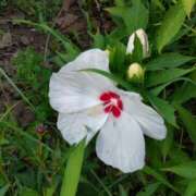 ヒメ日記 2025/07/22 15:03 投稿 蘭子 セクシーキャット 神田店