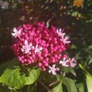 ヒメ日記 2025/07/27 15:04 投稿 蘭子 セクシーキャット 神田店