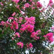 ヒメ日記 2025/07/28 15:04 投稿 蘭子 セクシーキャット 神田店