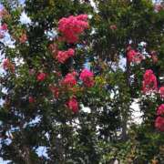 ヒメ日記 2025/08/03 15:07 投稿 蘭子 セクシーキャット 神田店