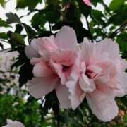 ヒメ日記 2025/08/04 15:12 投稿 蘭子 セクシーキャット 神田店