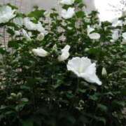 ヒメ日記 2025/08/05 14:55 投稿 蘭子 セクシーキャット 神田店