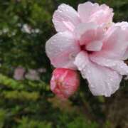 ヒメ日記 2025/08/10 15:03 投稿 蘭子 セクシーキャット 神田店