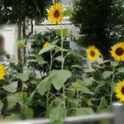 ヒメ日記 2025/08/12 15:06 投稿 蘭子 セクシーキャット 神田店