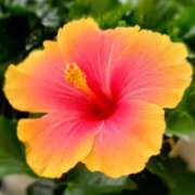 ヒメ日記 2025/08/15 14:56 投稿 蘭子 セクシーキャット 神田店