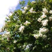 ヒメ日記 2025/08/17 15:14 投稿 蘭子 セクシーキャット 神田店