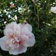 ヒメ日記 2025/08/18 15:11 投稿 蘭子 セクシーキャット 神田店