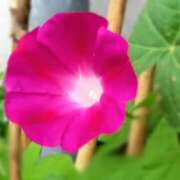 ヒメ日記 2025/08/24 15:00 投稿 蘭子 セクシーキャット 神田店