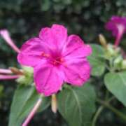 ヒメ日記 2025/08/25 15:00 投稿 蘭子 セクシーキャット 神田店